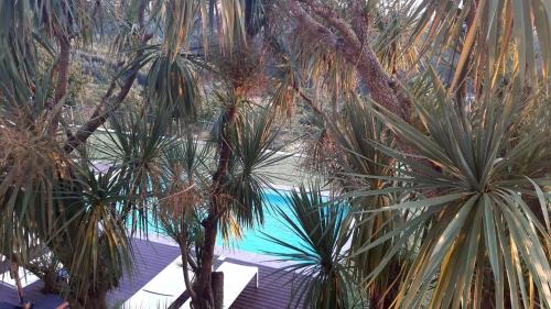 a group of palm trees next to a swimming pool at Vila Campo in Alcofra