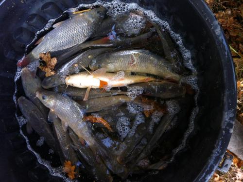 a black bowl filled with fish sitting on the ground at Gite de L'Hirondelle in Mareuil-en-Brie