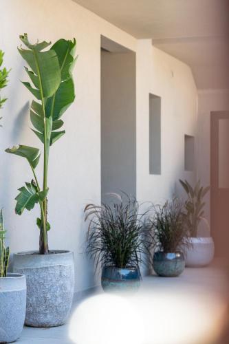 a group of potted plants sitting on a wall at Villa Ilma Luxury Rooms in Arzachena