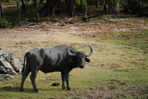 a bull with horns standing in the grass at Surfers Park Arugambay in Arugam Bay