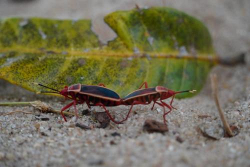 a beetle is standing next to a green leaf at Surfers Park Arugambay in Arugam Bay