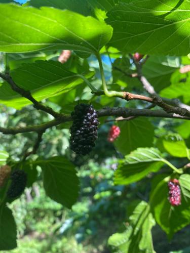 a bunch of blackberries hanging from a tree at Tereza glamping in Sanain