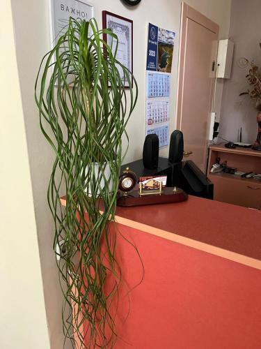 a potted plant sitting on the counter of an office at HOTEL KREDO in Sliven