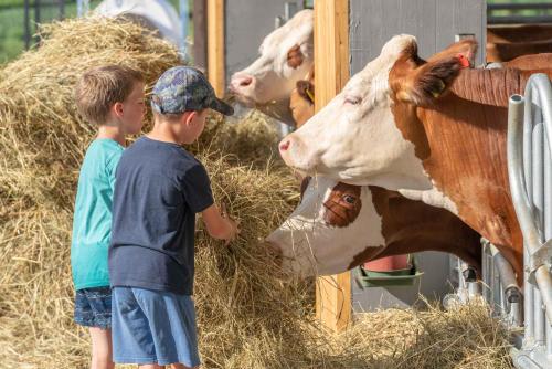 two young boys feeding a cow from a pile of hay at Camping Agrisalus in Arco