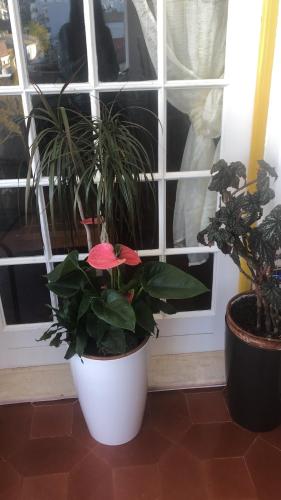 dois vasos de plantas sentados em frente a uma janela em Maria Guest house em Albufeira