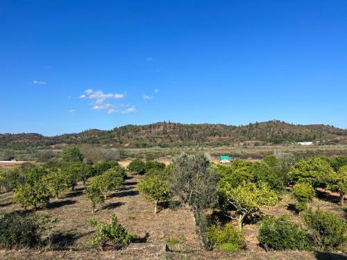 a field of trees with a mountain in the background at Quinta with orange and lemon trees in Silves