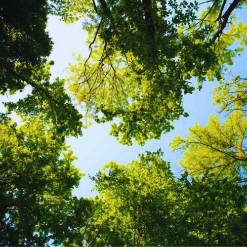 a group of trees with yellow leaves in the sky at Stayatsas Tiny House Julia in de bossen op de Veluwe! in Epe