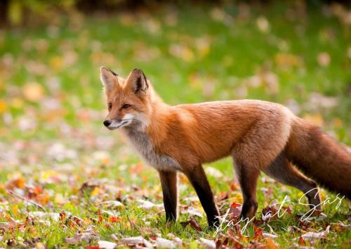 a fox walking in a field of grass at Stayatsas Tiny House Julia in de bossen op de Veluwe! in Epe