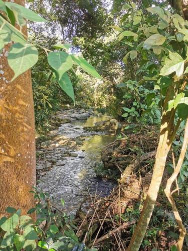 a stream in the middle of a forest at Rio Escondido in Minca