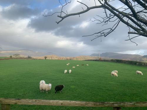 a herd of sheep grazing in a green field at Roses Cottage - near Scafell Comfy Modern Idyllic in Santon Bridge