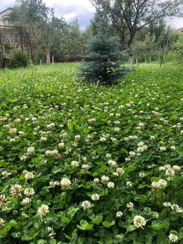 a field full of white flowers in a field at TREFOIL in Lori Berd
