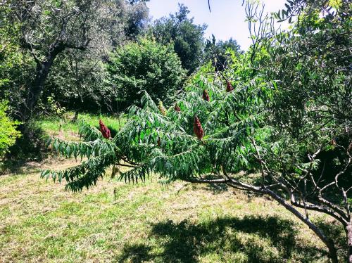 Ein Baum mit roten Früchten auf einem Feld in der Unterkunft La scala di Ba in Castiglione Chiavarese