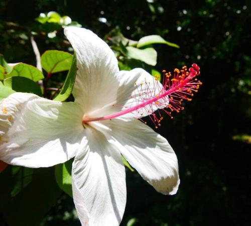 a white hibiscus flower with a red stigma at Waterfall House with Ocean Views in Haiku, Maui in Huelo