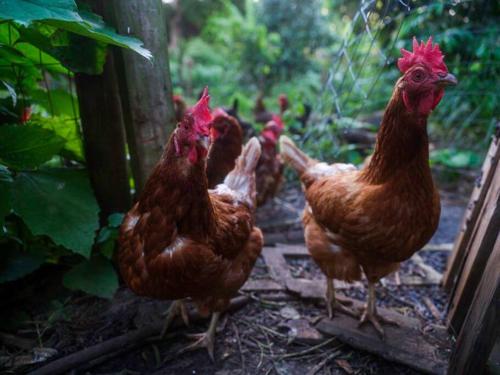 a group of chickens standing next to each other at Waterfall House with Ocean Views in Haiku, Maui in Huelo