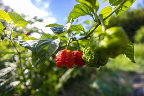 a bunch of red strawberries hanging from a tree at Cliff House with Ocean Views in Haiku, Maui jungle in Huelo