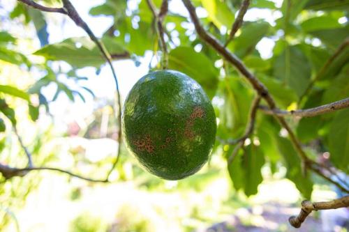 a green avocado hanging from a tree branch at Cliff House with Ocean Views in Haiku, Maui jungle in Huelo
