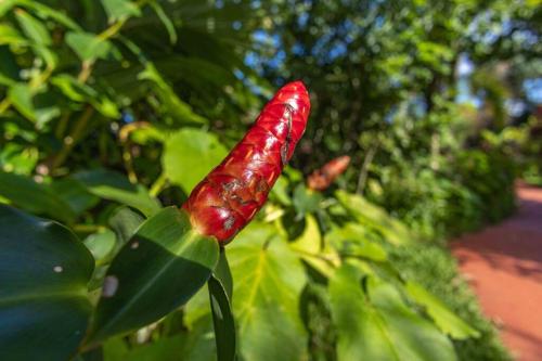 a red chili pepper is growing on a plant at Cliff House with Ocean Views in Haiku, Maui jungle in Huelo