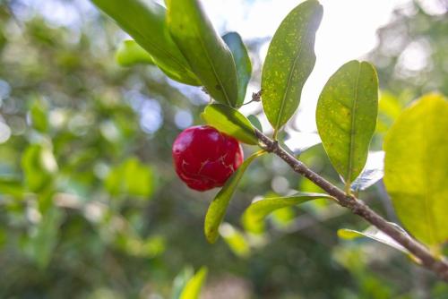 a red fruit on a tree branch with leaves at Jasmine Suite on Lush farm in Haiku, Maui jungle in Huelo