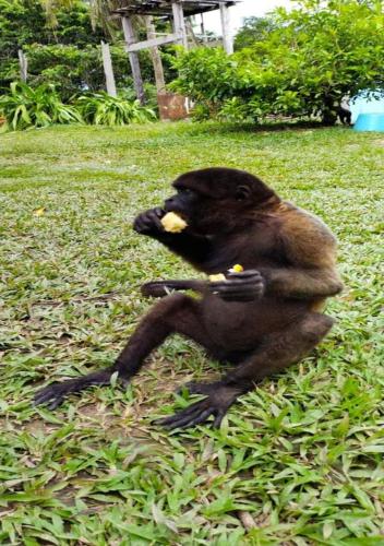 a bear sitting on the grass with a piece of food in its mouth at Hotel Yurupary AMAZONAS in Leticia