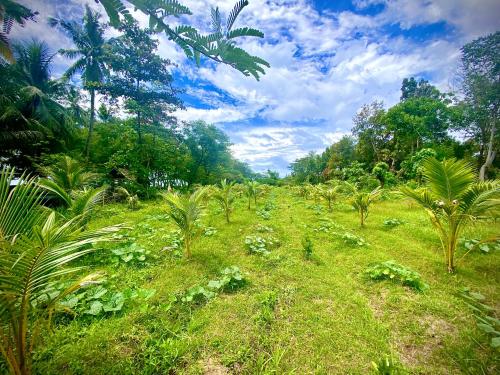 a field of grass with palm trees and bushes at Kasa Raya By The Sea in Tibiao