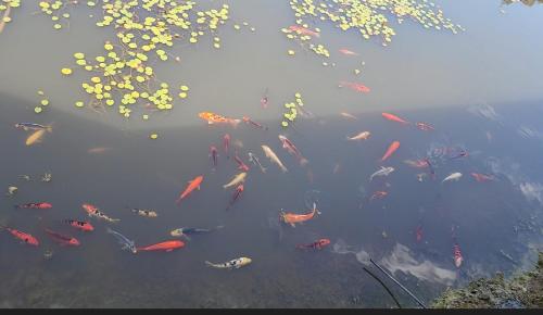 a group of fish swimming in a pond at Golf Club Motor Inn Wingham in Wingham