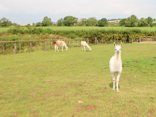 a group of sheep grazing in a field at The Barn in Northallerton
