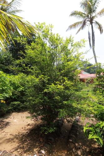 a group of trees and bushes with a house in the background at Green Shades in Munnar