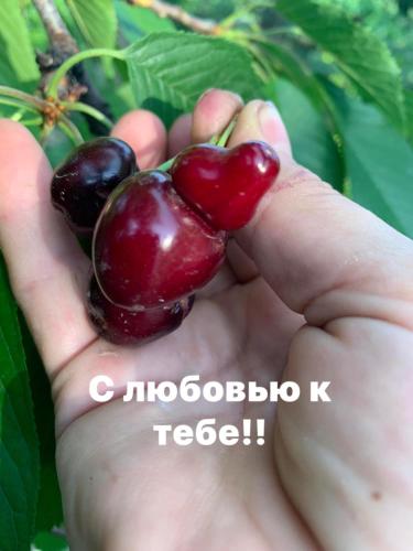a hand holding two cherries next to a plant at Guests house Qotukner in Karbi