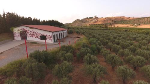 Winery, Vigneto, Weingut - La Pizzuta del Principe
