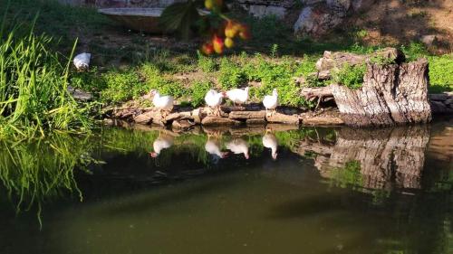 a group of birds sitting on a log in the water at Cabane Kota finlandais in Laives