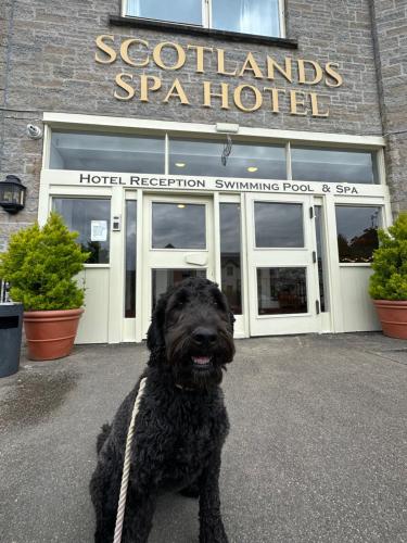 a black dog sitting in front of a hotel at Bank House Pitlochry in Pitlochry