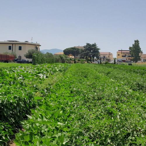 a field filled with lots of green plants at B&B Tenuta San Michele in Capaccio-Paestum
