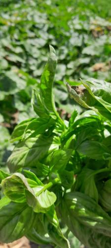 a close up of a plant with green leaves at B&B Tenuta San Michele in Capaccio-Paestum