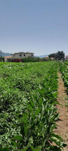a field of green plants with a building in the background at B&B Tenuta San Michele in Capaccio-Paestum