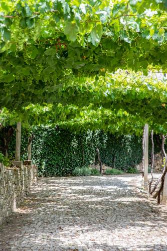 a path under a hedge with a bunch of green leaves at Casa de São Bernardo by LovelyStay in Lamego