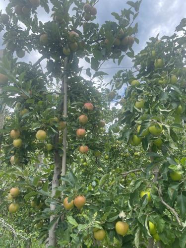 a group of trees with apples growing on them at Haus Käfersberg in Naturno