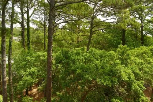 The Westin Hilton Head Island Resort & Spa photo 7