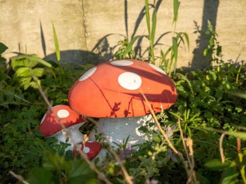 a group of red mushrooms sitting in the grass at Laguna Nuferilor Habitat in Somova