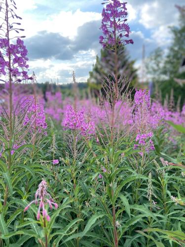 a field of purple flowers in a garden at Harzpur Lodge - Pure Entspannung in purer Natur in Hahnenklee-Bockswiese