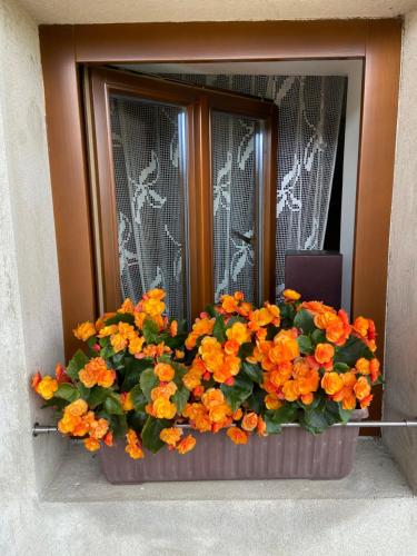 a window box with orange flowers on a window at Statek na samotě in České Meziříčí
