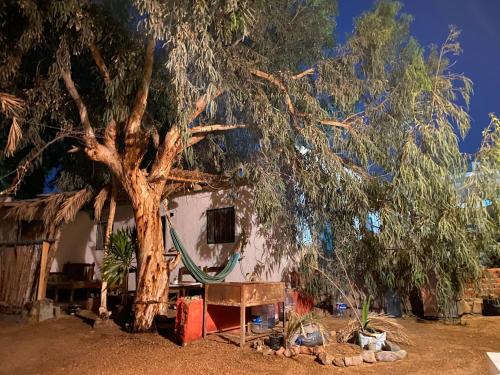 Courtyard Eel Garden