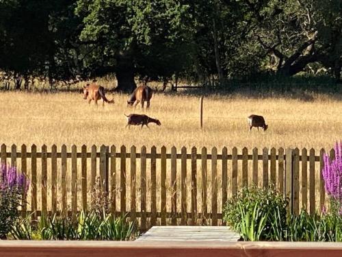 a group of animals grazing in a field at Thompson Hall Retreat in Thompson