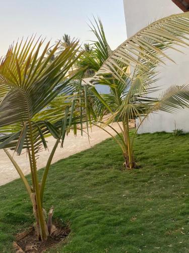 twee palmbomen in het gras naast een strand bij CHAMBRE DHOTE SILLA in Mbour