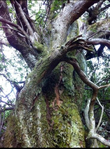 a large tree with moss on the side of it at Casa rural La calleja de las hurdes TRCC00555 in Sauceda