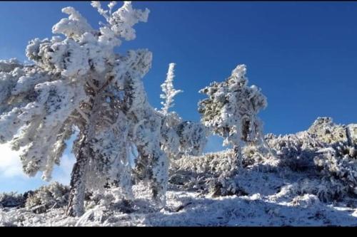 a tree covered in snow on top of a mountain at Casa rural La calleja de las hurdes TRCC00555 in Sauceda