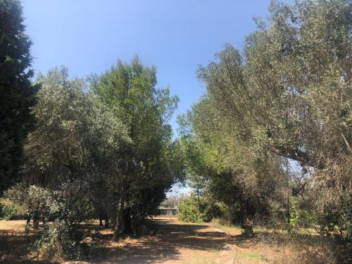 una fila de olivos en un campo en Salento Villa Ninella, en Arnesano