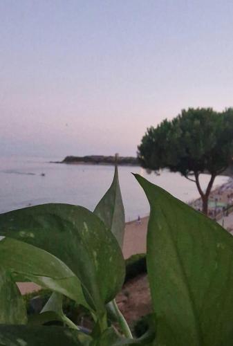 een plant op het strand met een boom op de achtergrond bij B&B del Ponente in Capo Rizzuto