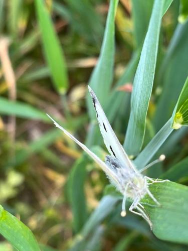 een vlinder op een groen blad bij B&B del Ponente in Capo Rizzuto