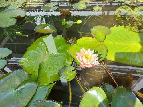 a pink flower in a pond with green lily pads at Sunrise Garden House - Luang Prabang in Luang Prabang