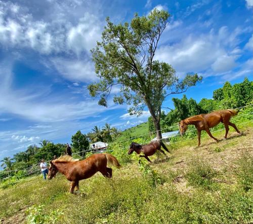 a group of horses running in a field at Location Villa pleine Nature Domaine des Radiers in Sainte-Rose